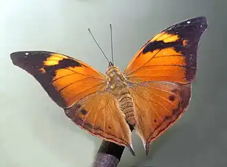 Fotografia da vista superior de D. bisaltide, espécie com a maior distribuição geográfica do gênero Doleschallia.[1]