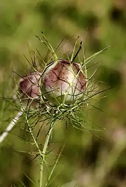 Nigella Damascena em fundo negro
