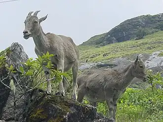 Tahr-de-nilgiri nos Montes Nilguiri