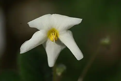 Flor em detalhe de Niphaea oblonga