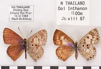 Niphanda asialis Tailândia