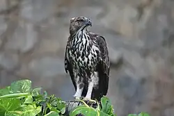 Um gavião-variável sem crista (N. c. limnaeetus) em Singapura.