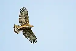 Em voo, os gaviões-variáveis têm asas curtas, mas largas, com barras escuras nas penas de voo e uma cauda longa.