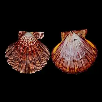 Valvas de uma concha de N. nodosus, coletada no mar do Caribe; espécime da coleção do Museu de História Natural, em Leiden, Holanda.