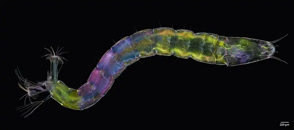 Larva de um díptero não identificado, provavelmente um mosquito não picador. Montagem panorâmica com empilhamento de foco. Foi utilizada microscopia em campo escuro com luz polarizada. Pelo efeito de birrefringência, algumas estruturas do corpo, como fibras musculares, brilham com intensidades diferentes consoante a sua densidade e orientação. Vencedor da categoria «Microscopy images» em 2021, por Karl Gaff (Irlanda).