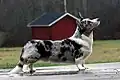 Cardigan Welsh Corgi merle