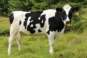 Vaca holandesa, Raça de Vaca, Subespécie da Espécie Bos primigenius