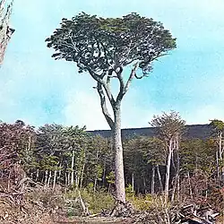 Nothofagus betuloides.