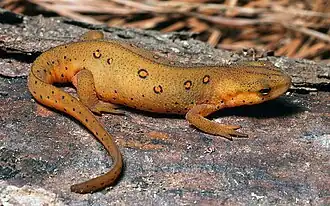 Notophthalmus viridescens