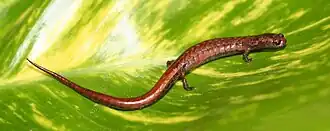 Nototriton lignicola