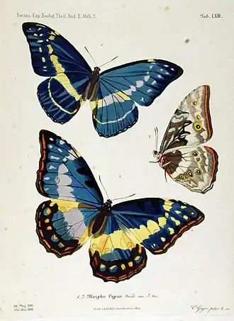 O macho de M. cypris é a borboleta azul, acima, de asas abertas, e à direita, de asas fechadas, nesta ilustração do ano de 1864. A fêmea (forma azul) está embaixo.[1]