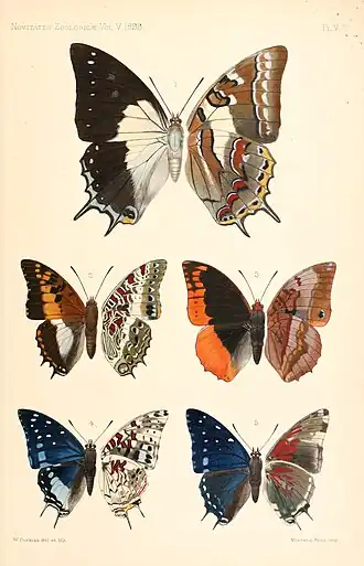 Ilustração de Walter Rothschild (1898) com borboletas Charaxini dos gêneros Polyura (acima) e Charaxes, vista superior (esquerda) e inferior (direita); em ordem de leitura, Polyura jupiter, Charaxes ansorgei, Charaxes protoclea ssp. azota, Charaxes etesipe ssp. tavetensis e Charaxes etesipe. No início do século XXI foi proposta, através de sequenciamento de DNA, a fusão de ambos os gêneros.[1]