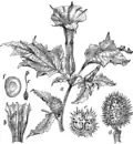 D. stramonium