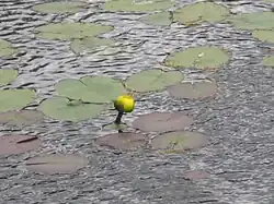 Folhas cordadas de Nuphar variegata.