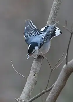 Em posição de ataque.