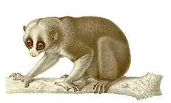 N. bengalensis tem olhos grandes, cabeça arredondada e orelhas curtas, como mostrado nesta ilustração do século XIX