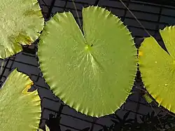 Nymphaea gigantea