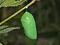 Pupa