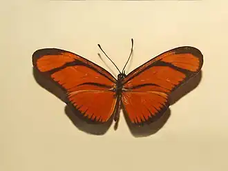 E. aliphera, vista superior.