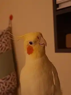 Calopsita Lutino Macho