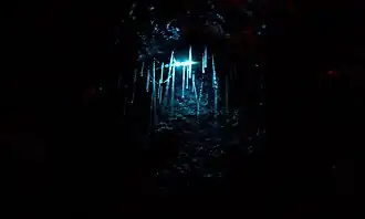 Arachnocampa luminosa numa gruta da Nova Zelândia