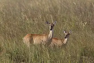 Fêmeas no Parque Nacional da Serra da Canastra