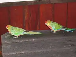 Aves imaturas em uma área de piquenique na floresta de karri