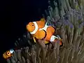Amphiprion