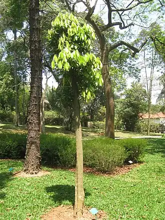 Ocotea odorifera no Jardim Botânico de São Paulo.