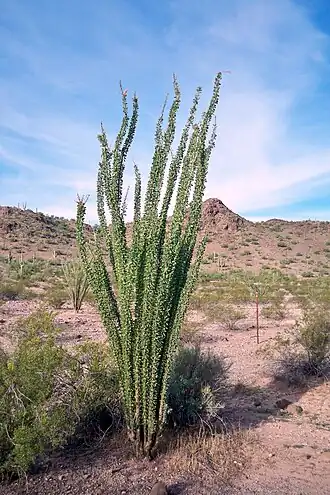 Fouquieria splendens perto de Gila Bend, Arizona.