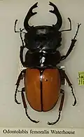 Odontolabis femoralis
