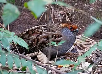 Odontophorus capueira, espécie próxima ao Odontophorus capueira plumbeicollis