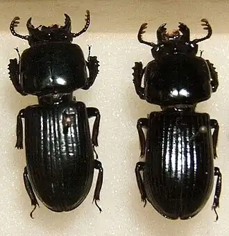 Fotografia de espécimes de O. floridanus; besouro Passalidae da região sudeste dos Estados Unidos.