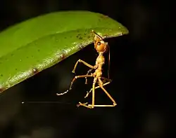 Uma formiga morta por um fungo em uma folha.