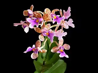 Œrstedella schumanniana