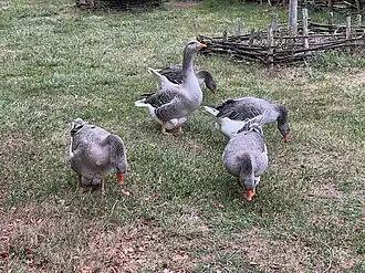 Geese in Guédelon, Treigny-Perreuse-Sainte-Colombe.