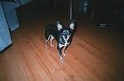 Pinscher misturado com Chihuahua