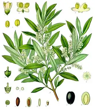 Olea europaea L.