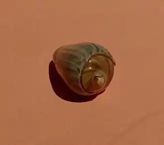 Vista da espiral de O. urceus, coletada no Guarujá, região sudeste do Brasil, em 14 de janeiro de 2019.