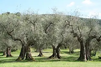 Olival maturo (Olea europaea subsp. europaea) na Umbria, Itália.