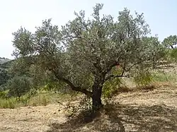 Diz-se que Ithilien é o lar da oliveira, uma árvore da bacia do Mediterrâneo.