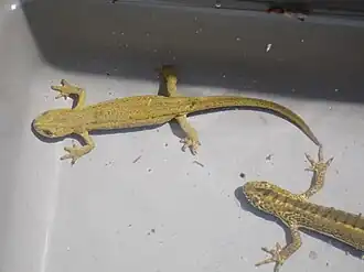 Ommatotriton vittatus