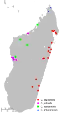Distribuição das quatro espécies de Omphalea de Madagáscar.