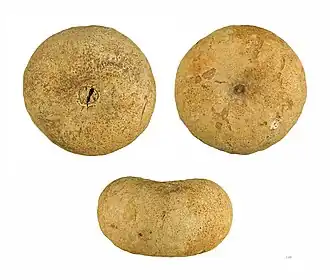 Omphalocarpum elatum, fruto - MHNT.