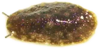 Onchidella nigricans.