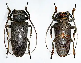 O. impluviata - Fêmea - julho de 2015 - Choya - Santiago del Estero - Argentina - 21mm