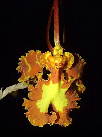 Psychopsis papilio