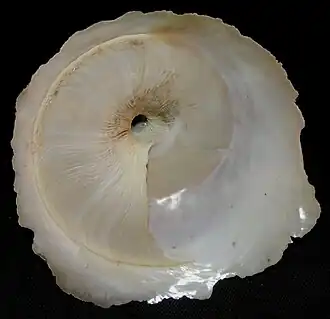 Vista inferior de uma concha do molusco O. indicus (Gmelin, 1791)[1], espécime encontrado no mar da China Meridional.