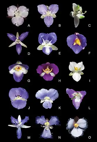Espécies da subtribo Dichorisandrinae: G. rhizanthus é a penúltima de cima para baixo