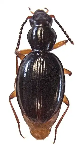 Oopterus clivinoides